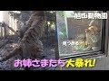 【ライオンとアムールトラ】お姉さまたち大暴れ（旭山動物園）