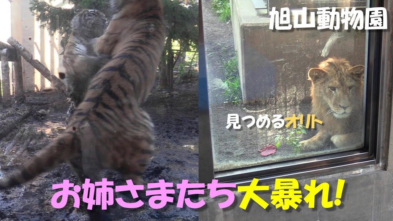 【ライオンとアムールトラ】お姉さまたち大暴れ（旭山動物園）
