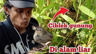 SARANG CIGUN DI ALAM LIAR / CIBLEK GUNUNG