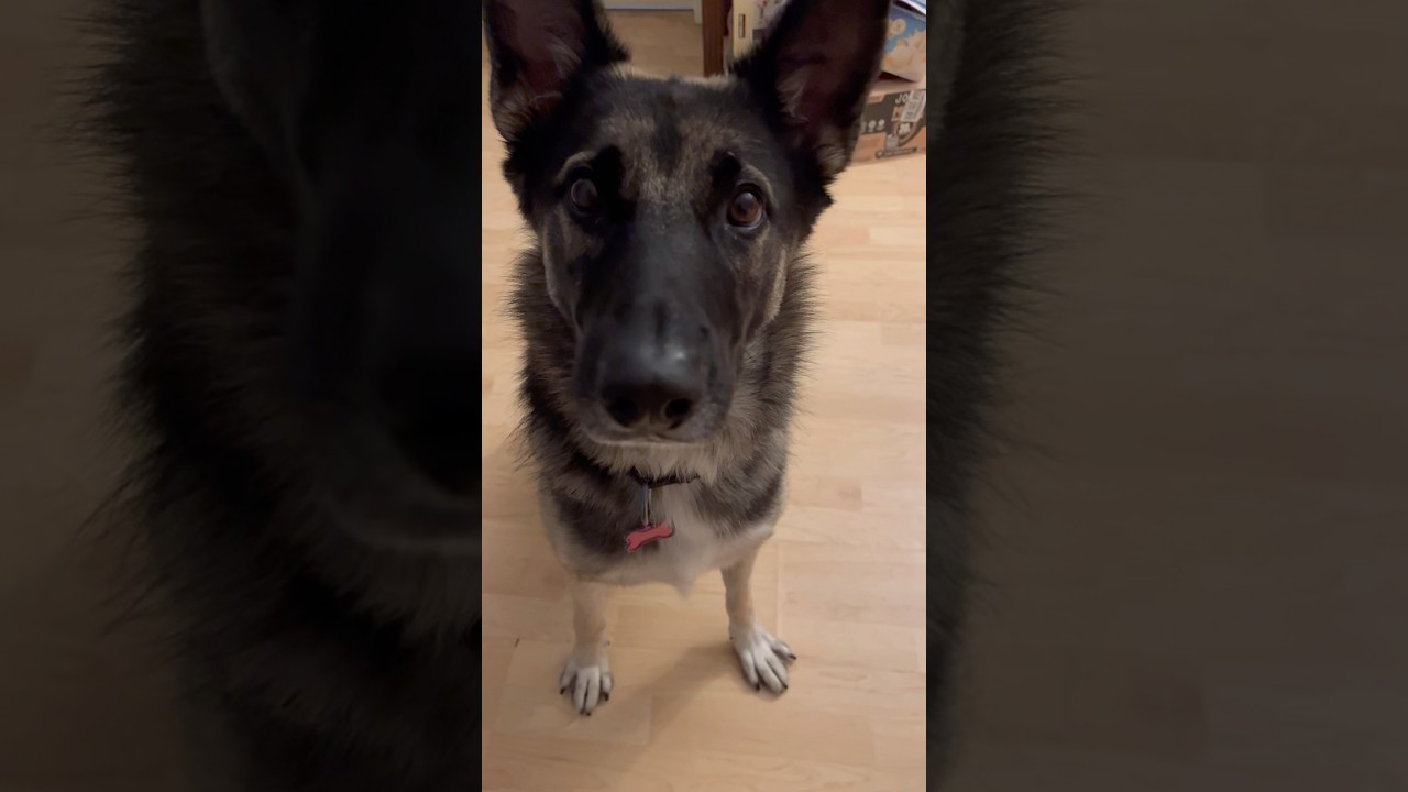 Хватит ли мне денег на Taco Bell? 