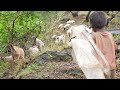 Traditional goats and sheep farming