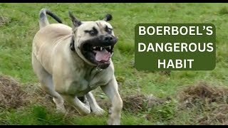 My Boerboel tries to knock me over by Boerboel Yzer 225 views 5 months ago 4 minutes, 8 seconds