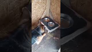 Не ем четыре дня.#животные #funnydogs #remix #funnyanimals #забавное