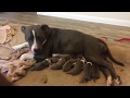 American Bully giving birth