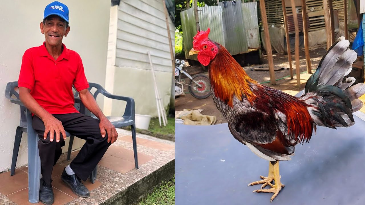 Hermoso el padrote que soltó el señor don Ramón en su criadero 