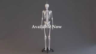 Human Skeleton 3D Model screenshot 2