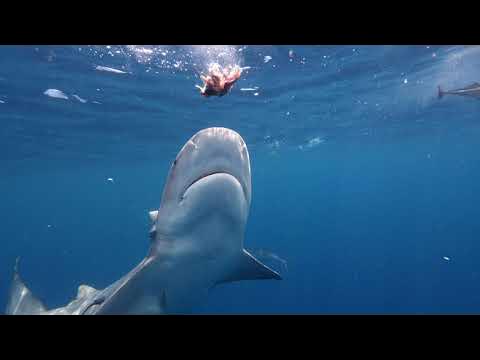 bull shark snacking and bumping camera curiously - YouTube