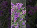 Asters | Fall Garden | Fall Flowers
