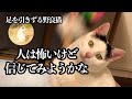 足を引きずる猫#6　人間恐怖症の猫が家族になろうと頑張っています