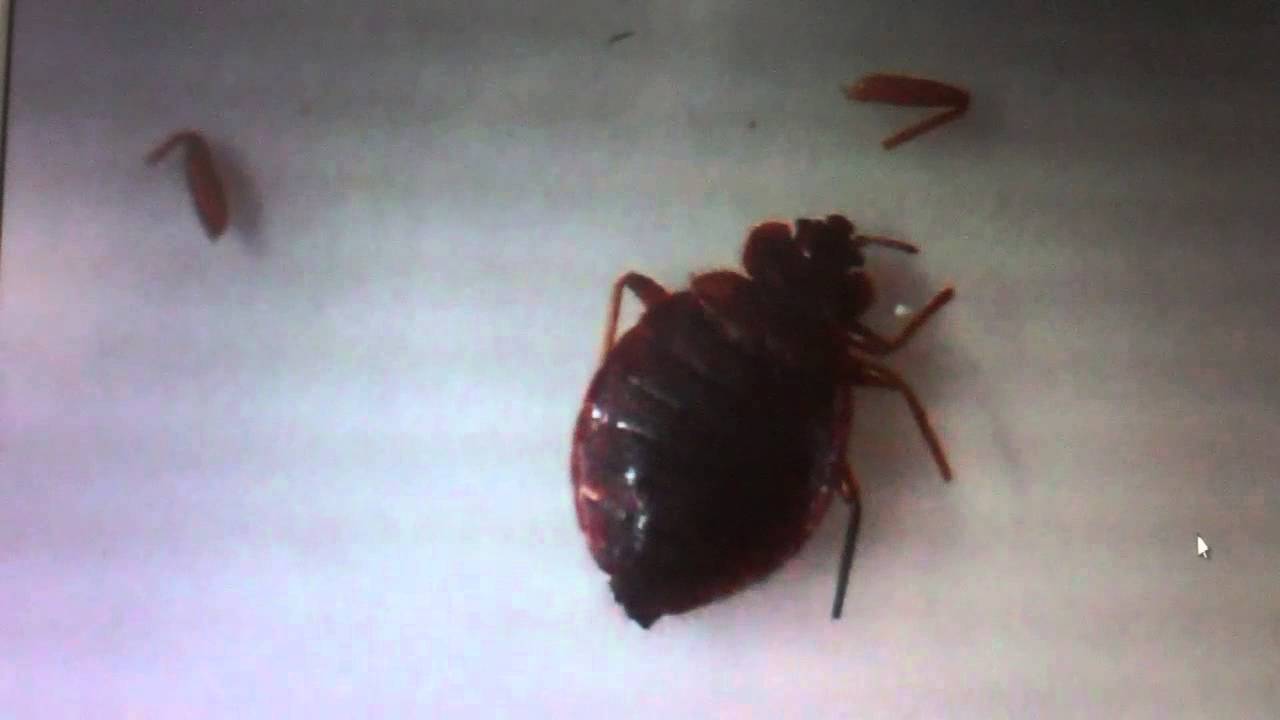 Bed Bugs May 2014 YouTube
