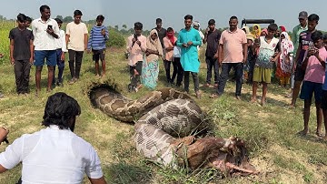 जब किसान के खेत में मिला अजगर सांप और देखिए कौन से जीव को जिंदा निगल गया था।😱 Rock Python Rescue