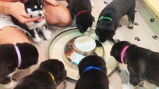 My Puppies React to Food for the very First Time!