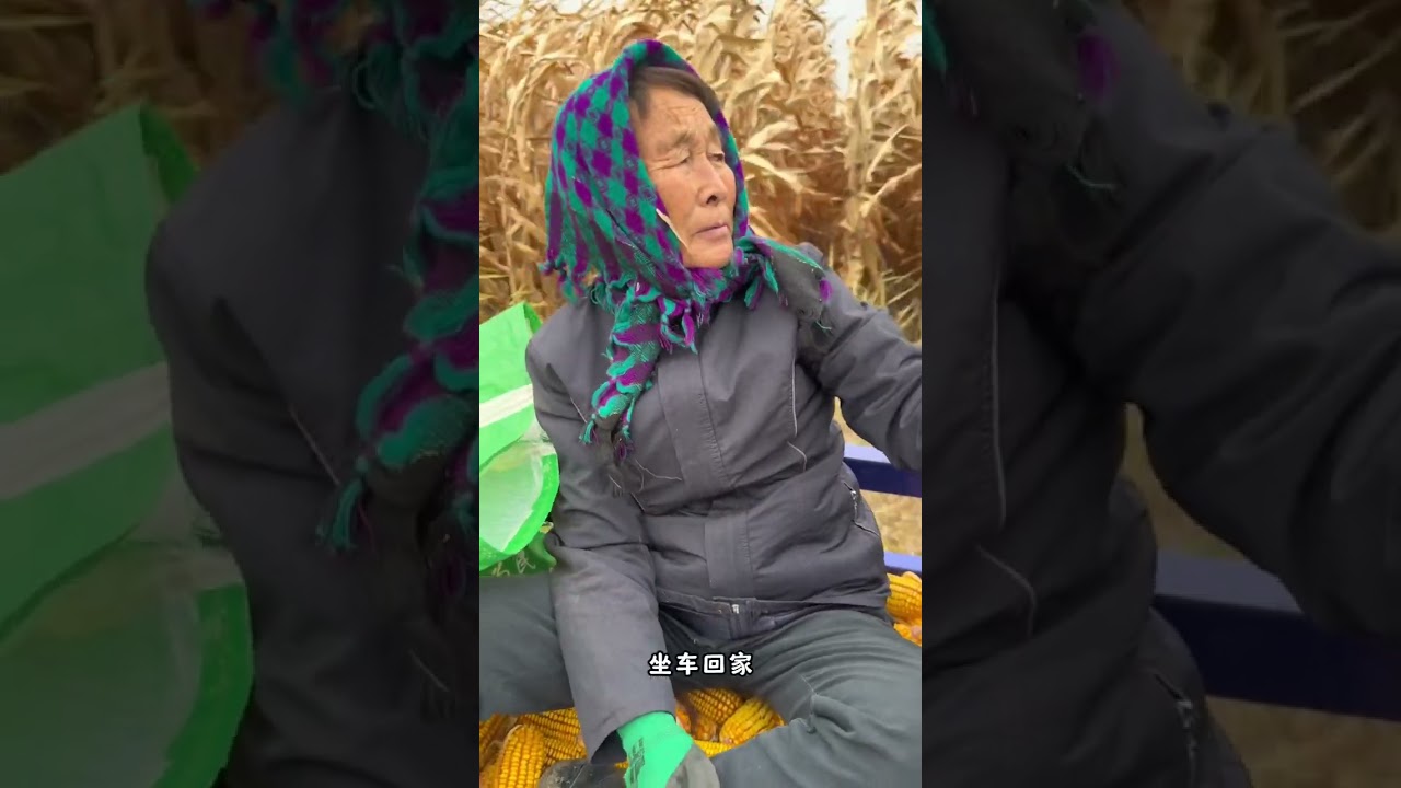 又到了东北腌酸菜的季节，我们家1500斤白菜，腌了满满三大缸，下午全家一起去地里掰玉米，不幸的是我又被感冒撂倒了😷。#腌酸菜 #掰玉米 #东北农村生活 #打卤面 #记录我的农村真实生活日常 @抖音