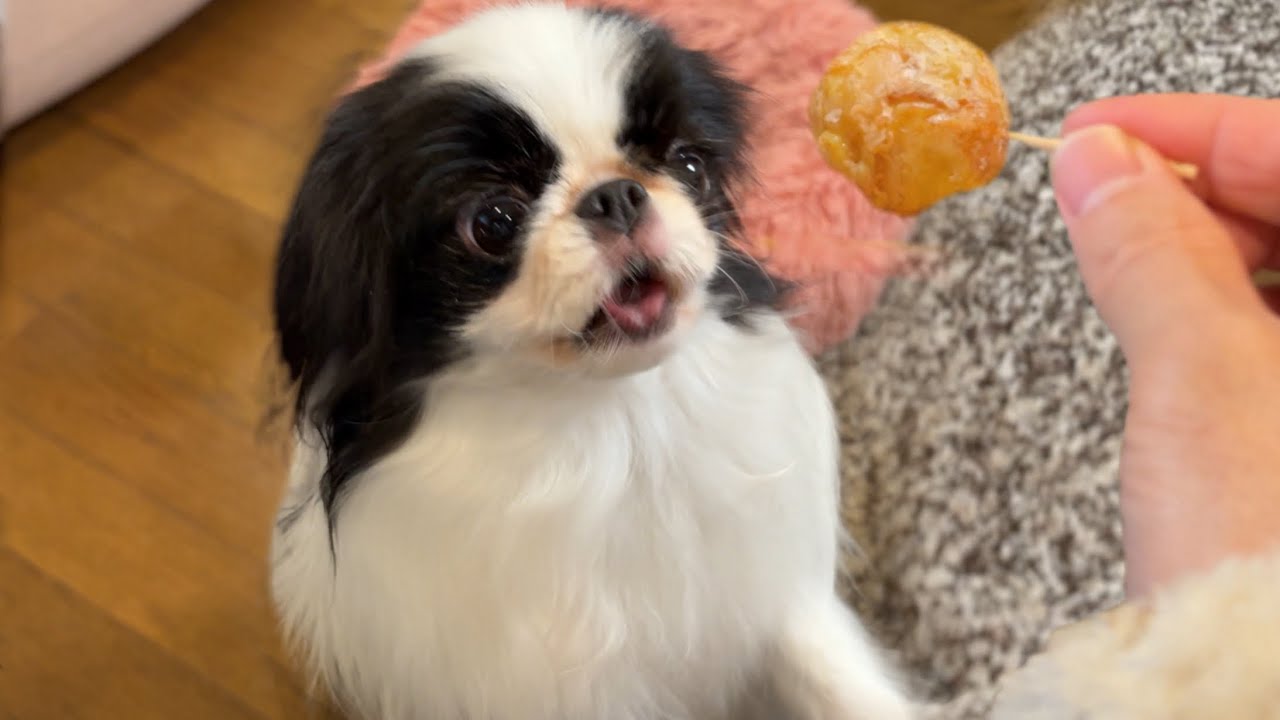 【衝撃】ワンコたこ焼きを一口食べたらこうなった