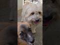 do ba do ba du ba duba | dog song | dog barking | dog sound | dog barking sound | dogs #shorts