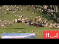 Lagi Qanchi Dilay Di Darshi Dey Bana Wich لگی قینچی دل ہے دی درشی Lagi Qanchi Dilay Di Darshi Dey Bana Wich لگی قینچی دل ہے دی درشی