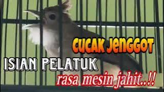 MASTERAN CUCAK JENGGOT ISIAN PELATUK RASA MESIN JAHIT...!!