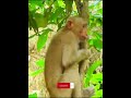 Monkeywildmonkey funnyanimal wildmonkeylife shorts