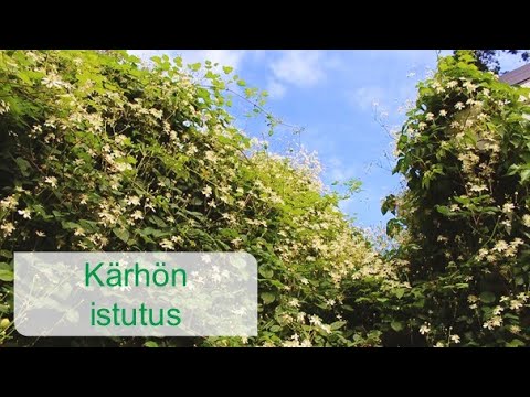 Video: Tearuusu: kotihoito, istutus, kastelu ja lisääntyminen