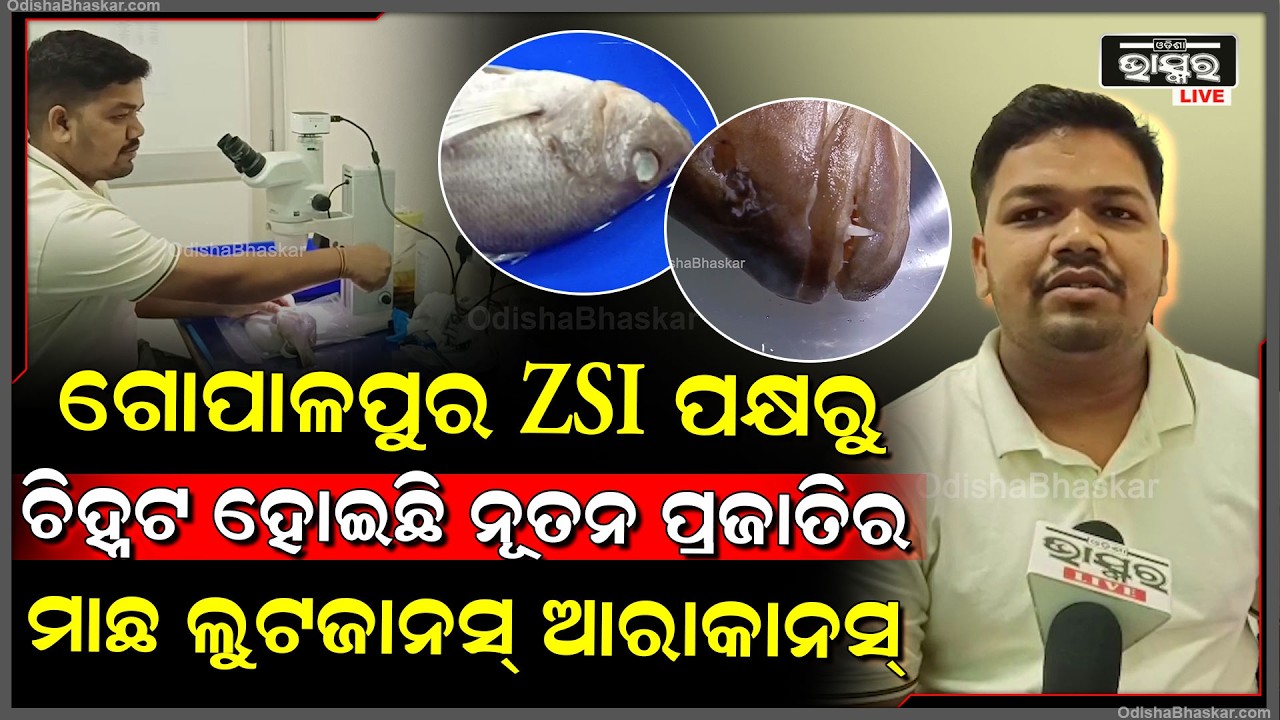 ଗୋପାଳପୁର ଜେଡ ଏସ ଆଇ ପକ୍ଷରୁ ପ୍ରଥମ ଥର ଚିହ୍ନଟ ହୋଇଛି ନୂତନ ପ୍ରଜାତିର ମାଛ ଲୁଟଜାନସ୍ ଆରାକାନସ୍