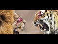 Leão x Tigre - Lion vs Tiger - Quem vence?