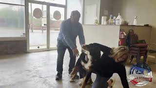 Teddy's Owners Reunion | Bernese Mountain Dog | #bulletproofdogtraining