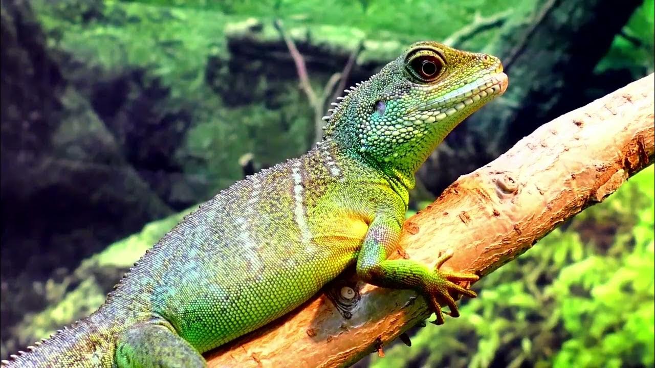 Sleep in 15 minutes. Exotic lizards with the singing of forest birds