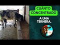 CUANTO CONCENTRADO SE DEBE DAR A UNA TERNERA A PARTIR DE CUANDO Y POR CUANTO TIEMPO?