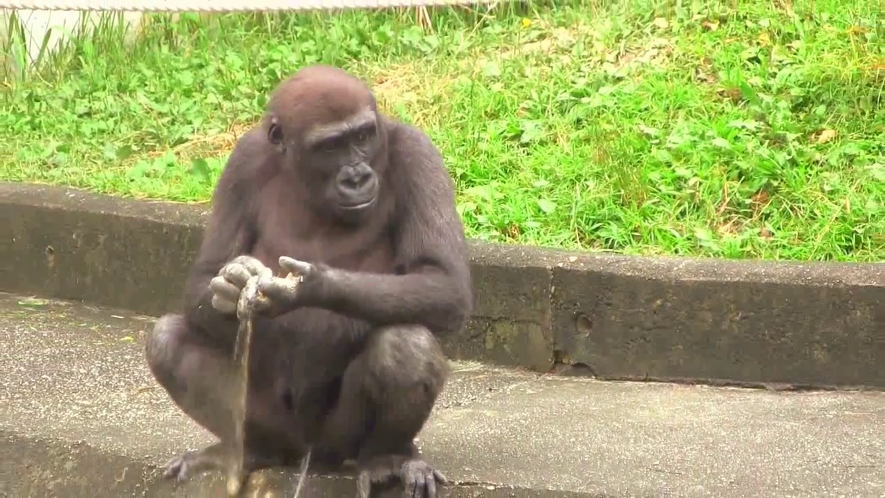  34 Annie Kiyomasa Child Gorilla Play YouTube