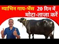 ग्याभिन गाय-भैस को मोटा-ताजा कैसे करें।।#Buffalo #farming #cow #murraha #Pilaniadairyfarm #Cattle👆🐃
