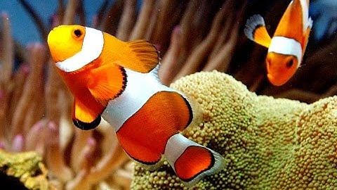 Finding Nemo Sequel Trailer Released