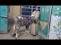 سبحان الخالق سلالات نادره اليوم عجلات  جاموس عراقي بسعر مش موجود  وعجلات منوفي وخليط إيطالي سوبر نجومي