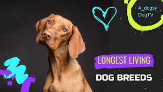 longest living dog breeds TOP 10 by A dogsy 8 views 1 month ago 4 minutes, 7 seconds