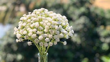 How To Make Baby Breath Paper Flower / Paper Flower / Góc nhỏ Handmade