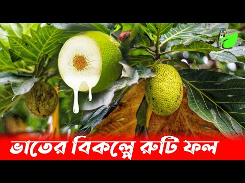 ভিডিও: ব্রেডফ্রুট ট্রি প্রচার: ব্রেডফ্রুট গাছের প্রচার সম্পর্কে জানুন