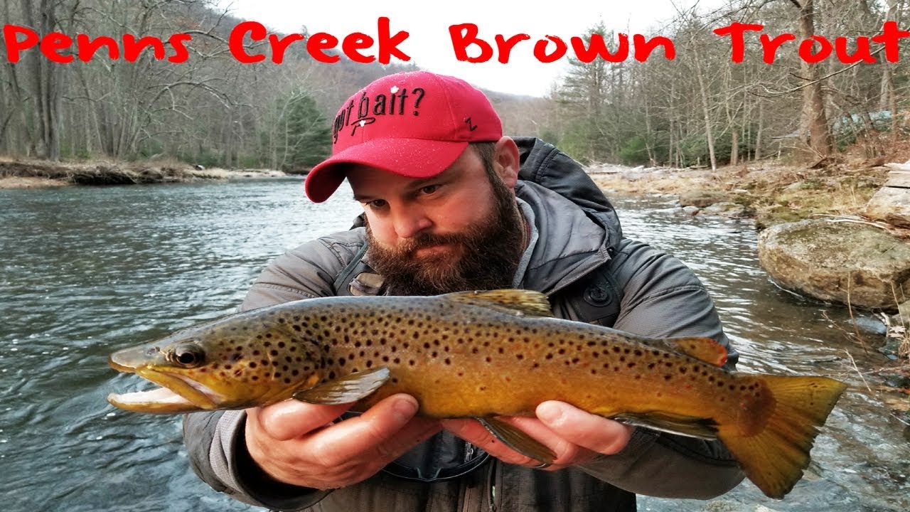 Penns Creek Brown Trout Fishing 