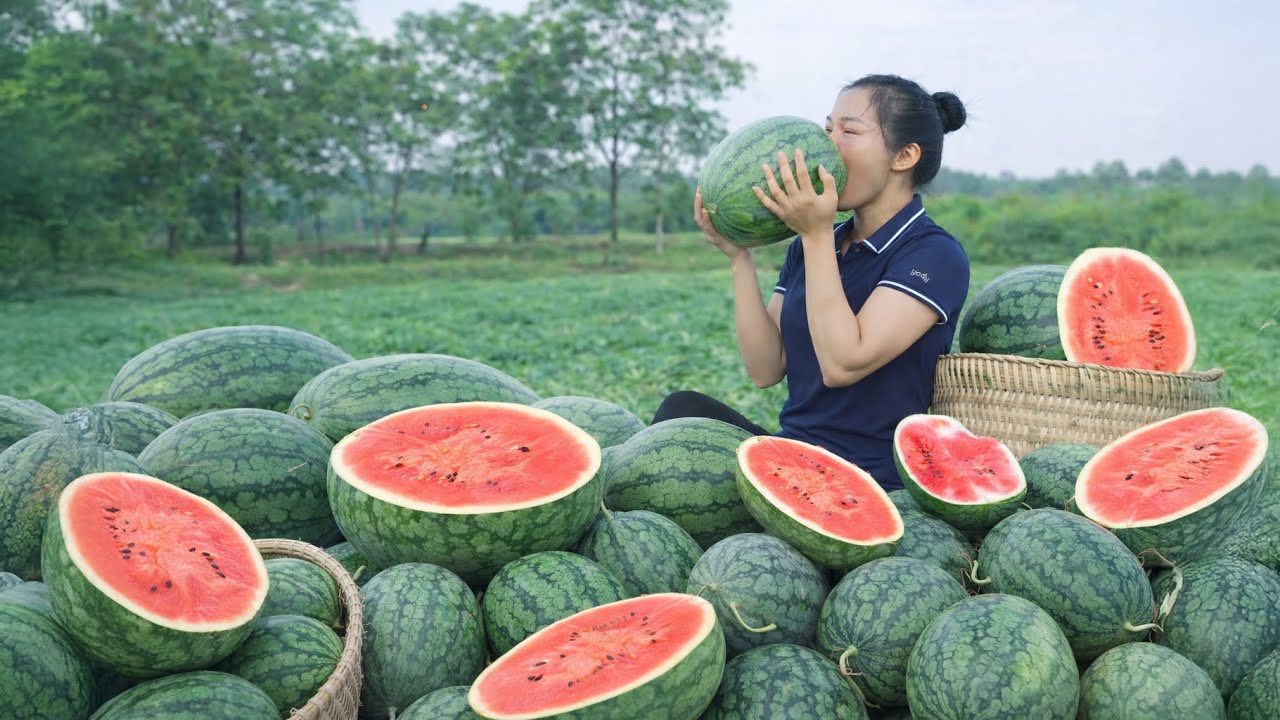 TIMELAPSE -- Harvesting Giant Watermelon, Go to Sell | Countryside Life