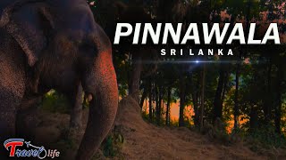 Pinnawala - Sri Lanka | Pinnawala Elephant Orphanage | pinnawala cinematic travel video | Sri Lanka