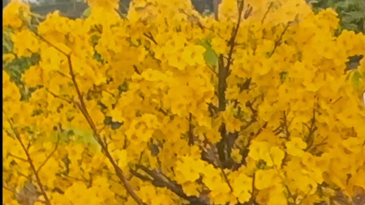 Thăm cây mai zin giảo Huỳnh Tú xả cắt dăm rễ gần 2 tháng và học bí quyết cứu mai suy ĐỘC LẠ mùa mưa