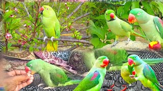 natural talk sound voice पहाड़ी तोता बोलता है #shortvideo #pigeon #parrort #bird #kabootar #parrot