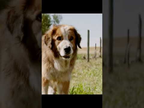 нашел хозяина/ лучший фильм #фильмы #фильм #сериалы #сериал #кино #shorts