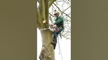 Rigging them round. Ash removal with TBH Tree Care #treework #arborist #chainsaw