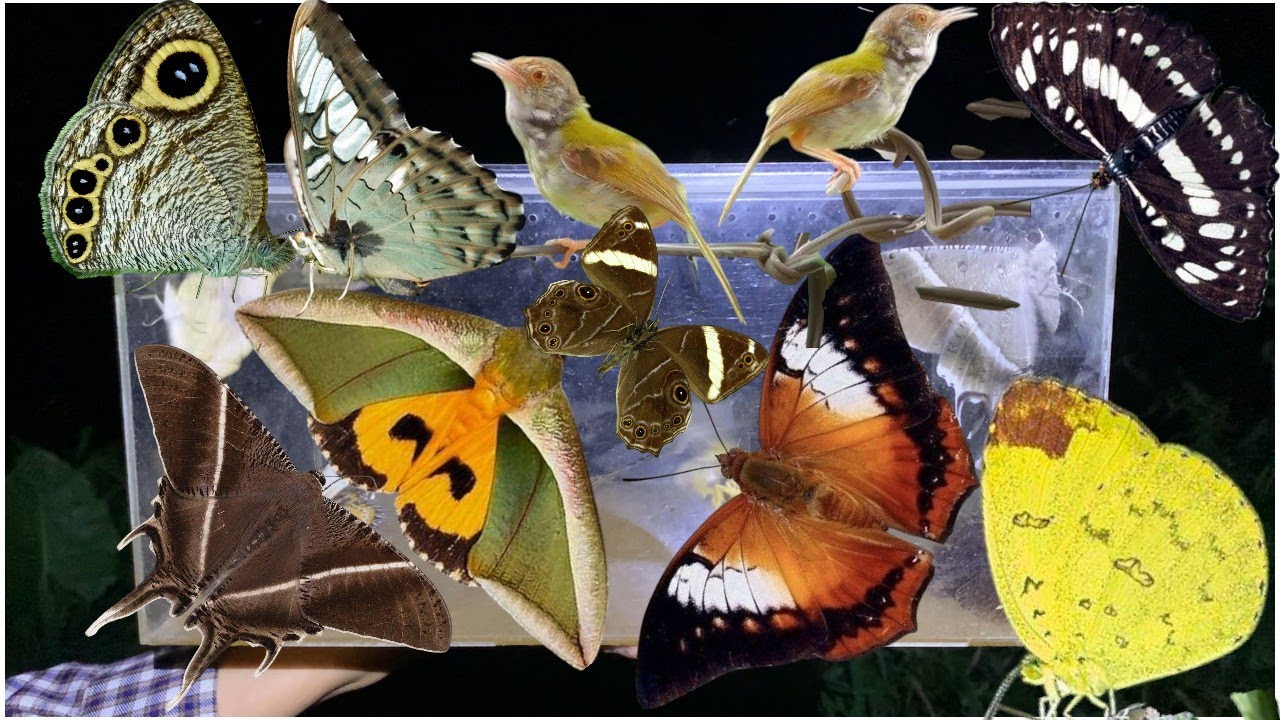 Night Nature Discovery: Beautiful Moths, Butterflies & Birds at the Light Trap!