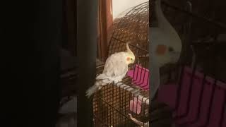 Angel baby Movin!! #cockatiel #twerking #birdtwerk #horrorist