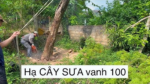 khai Thác Lấy Lõi Cây Sưa Vanh 100 Cây Mới Trồng Được Hơn 20 Năm Bị Bệnh Cháy Vỏ