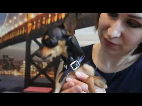 Video: Wie Wäscht Man Einen Toy Terrier?