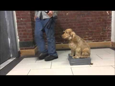 Teach Puppy Dog to Sit on Target - YouTube
