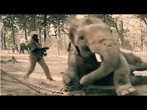 Peace 4 Animals & Wildlife SOS Launch "Refuse to Ride Elephants" Campaign to End the Cruel Practice of Riding Elephants in India Peace 4 Animals & Wildlife SOS Launch "Refuse to Ride Elephants" Campaign to End the Cruel Practice of Riding Elephants in India