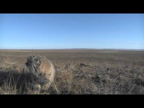 Видео: Утренняя охота манула