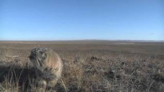 видео Степной кот манул